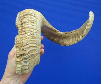 28 inches Extra Large African Merino Ram, Sheep Horn  for $33.99