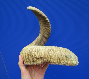 28 inches Extra Large African Merino Ram, Sheep Horn  for $33.99
