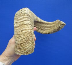 22 inches Large Afr...