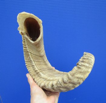 22 inches Large African Merino Ram, Sheep Horn  for $26.99