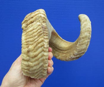 27-3/4 inches Extra Large African Merino Ram, Sheep Horn  for $32.99