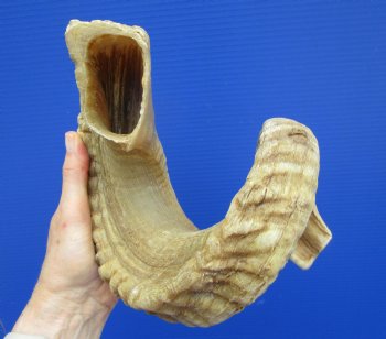 27-3/4 inches Extra Large African Merino Ram, Sheep Horn  for $32.99