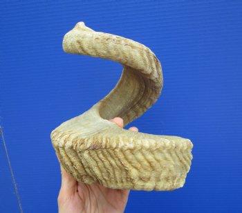 27-3/4 inches Extra Large African Merino Ram, Sheep Horn  for $32.99