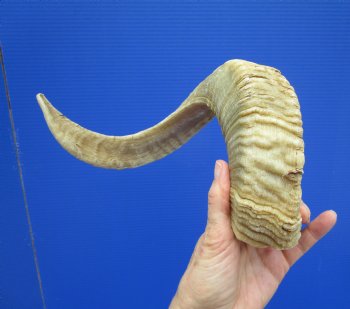 21-3/4 inches African Merino Ram, Sheep Horn for $26.99