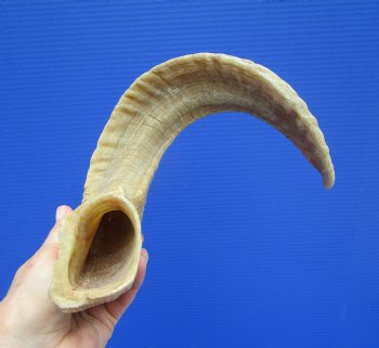 21-3/4 inches African Merino Ram, Sheep Horn for $26.99