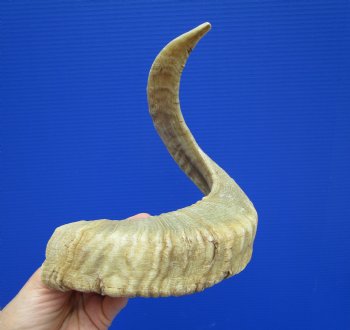 21-3/4 inches African Merino Ram, Sheep Horn for $26.99