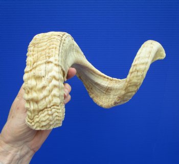 28-3/4 inches Extra Large African Merino Ram, Sheep Horn  for $33.99