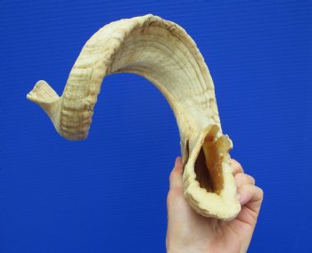 28-3/4 inches Extra Large African Merino Ram, Sheep Horn  for $33.99