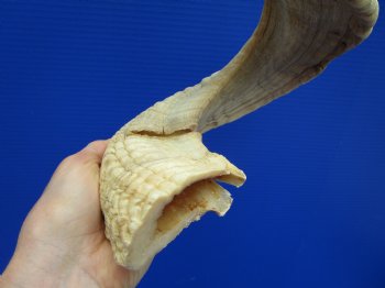 28-3/4 inches Extra Large African Merino Ram, Sheep Horn  for $33.99