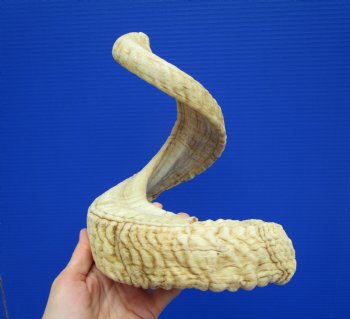 28-3/4 inches Extra Large African Merino Ram, Sheep Horn  for $33.99