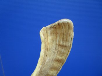 28-3/4 inches Extra Large African Merino Ram, Sheep Horn  for $33.99