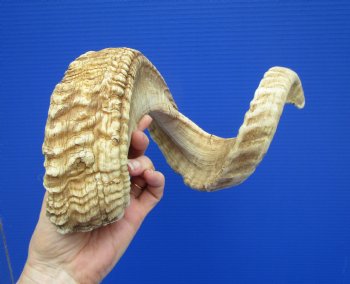 28-1/2 inches Extra Large African Merino Ram, Sheep Horn  for $33.99