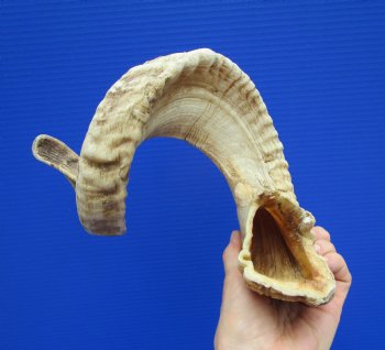 28-1/2 inches Extra Large African Merino Ram, Sheep Horn  for $33.99