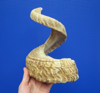 28-1/2 inches Extra Large African Merino Ram, Sheep Horn  for $33.99