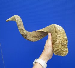 31 inches Extra Large African Merino Ram, Sheep Horn  for $36.99