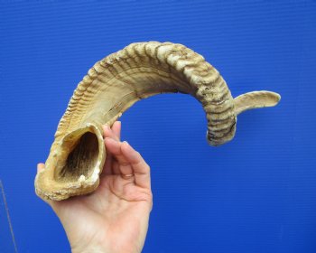 31 inches Extra Large African Merino Ram, Sheep Horn  for $37.99