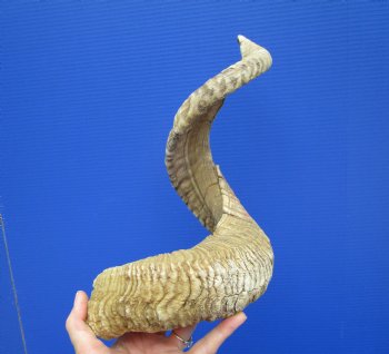 31 inches Extra Large African Merino Ram, Sheep Horn  for $37.99