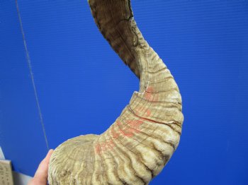 31 inches Extra Large African Merino Ram, Sheep Horn  for $37.99