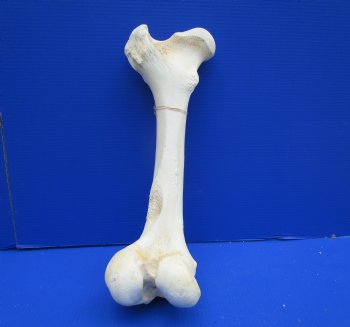 20 inches Giraffe Femur Leg Bone- Buy this one for $69.99