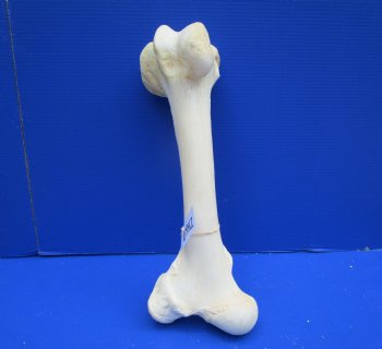 20 inches Giraffe Femur Leg Bone- Buy this one for $69.99