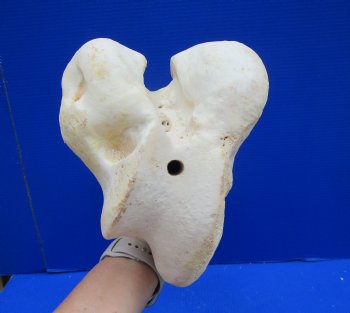 20 inches Giraffe Femur Leg Bone- Buy this one for $69.99