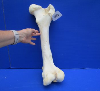 20-1/4 inches Giraffe Femur Leg Bone- Buy this one for $69.99