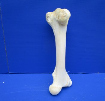 20-1/4 inches Giraffe Femur Leg Bone- Buy this one for $69.99