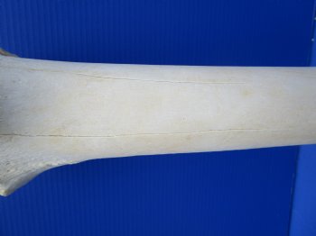 20-1/4 inches Giraffe Femur Leg Bone- Buy this one for $69.99