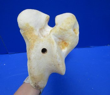 20-1/4 inches Giraffe Femur Leg Bone- Buy this one for $69.99