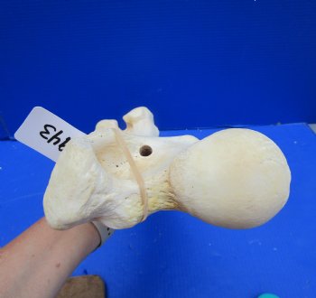 20-1/4 inches Giraffe Femur Leg Bone- Buy this one for $69.99