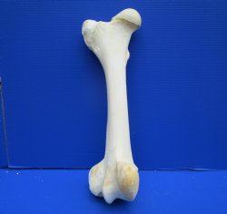 19-1/2 inches Giraf...