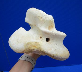 19-1/2 inches Giraffe Femur Leg Bone- Buy this one for $69.99