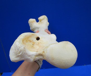 19-1/2 inches Giraffe Femur Leg Bone- Buy this one for $69.99