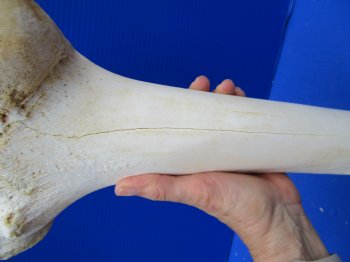 19-1/2 inches Giraffe Femur Leg Bone- Buy this one for $69.99