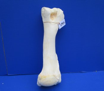 19 inches African Giraffe Humerus Leg Bone - Buy this one for $69.99