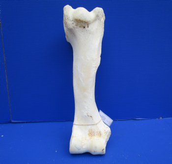 19 inches African Giraffe Humerus Leg Bone - Buy this one for $69.99