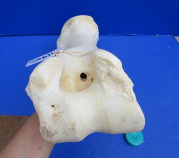19 inches African Giraffe Humerus Leg Bone - Buy this one for $69.99