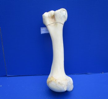 19 inches African Giraffe Humerus Leg Bone - Buy this one for $69.99