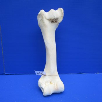 19 inches African Giraffe Humerus Leg Bone - Buy this one for $69.99