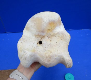 19 inches African Giraffe Humerus Leg Bone - Buy this one for $69.99