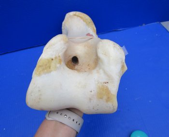 19 inches African Giraffe Humerus Leg Bone - Buy this one for $69.99