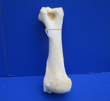 20 inches African Giraffe Humerus Leg Bone - Buy this one for $69.99