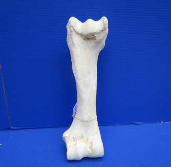20 inches African Giraffe Humerus Leg Bone - Buy this one for $69.99