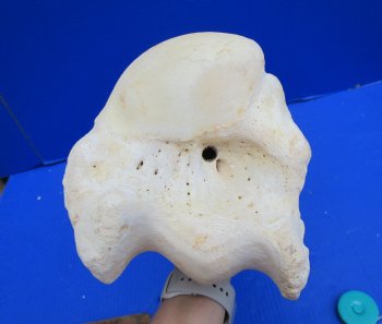20 inches African Giraffe Humerus Leg Bone - Buy this one for $69.99