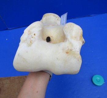 20 inches African Giraffe Humerus Leg Bone - Buy this one for $69.99