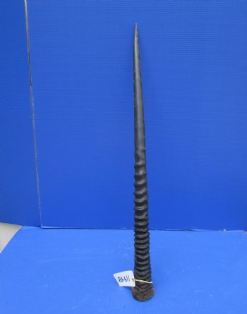 35 inches Large Gemsbok Horn for Sale, Oryx Horn for $33.99