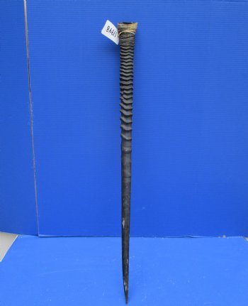 35 inches Large Gemsbok Horn for Sale, Oryx Horn for $33.99