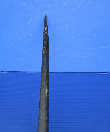 35 inches Large Gemsbok Horn for Sale, Oryx Horn for $33.99