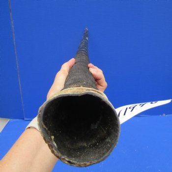 35 inches Large Gemsbok Horn for Sale, Oryx Horn for $33.99
