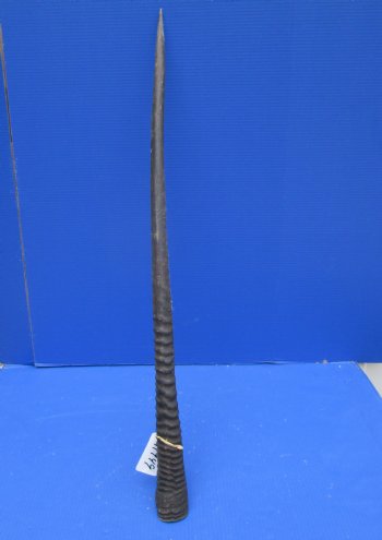 38-7/8 inches Extra Large African Gemsbok Horn - Buy this one for $34.99 